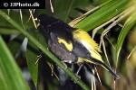 cacicus cela yellow rumped cacique cacicus cela yellow rumped cacique