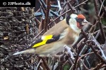 carduelis carduelis european goldfinch carduelis carduelis european goldfinch