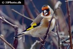 carduelis carduelis european goldfinch carduelis carduelis european goldfinch