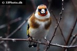 carduelis carduelis european goldfinch carduelis carduelis european goldfinch