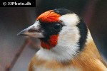 carduelis carduelis european goldfinch carduelis carduelis european goldfinch