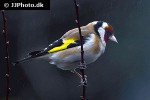 carduelis carduelis european goldfinch carduelis carduelis european goldfinch