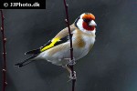 carduelis carduelis european goldfinch carduelis carduelis european goldfinch