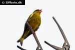 carduelis chrloris green finch carduelis chrloris green finch