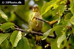 carduelis spinus eurasian siskin carduelis spinus eurasian siskin
