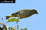 carduelis spinus eurasian siskin carduelis spinus eurasian siskin