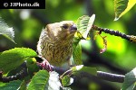 carduelis spinus eurasian siskin carduelis spinus eurasian siskin