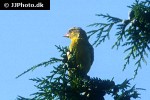 chloris chloris european greenfinch chloris chloris european greenfinch
