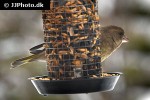 chloris chloris european greenfinch chloris chloris european greenfinch