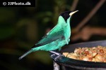 chlorophanes spiza green honeycreeper chlorophanes spiza green honeycreeper