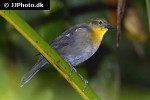 chrysomus icterocephalus yellow hooded blackbird chrysomus icterocephalus yellow hooded blackbird