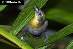 chrysomus icterocephalus yellow hooded blackbird chrysomus icterocephalus yellow hooded blackbird