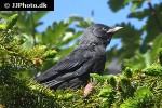 coloeus monedula western jackdaw coloeus monedula western jackdaw