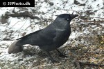 coloeus monedula western jackdaw coloeus monedula western jackdaw