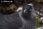 coloeus monedula western jackdaw coloeus monedula western jackdaw