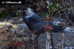 coloeus monedula western jackdaw coloeus monedula western jackdaw