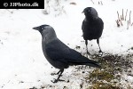 coloeus monedula western jackdaw coloeus monedula western jackdaw
