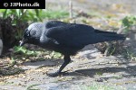 coloeus monedula western jackdaw coloeus monedula western jackdaw
