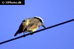 conopias albovittatus white ringed flycatcher conopias albovittatus white ringed flycatcher