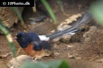 copsychus malabaricus white rumped shama copsychus malabaricus white rumped shama