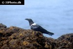 corvus albus pied crow corvus albus pied crow