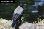 corvus corone carrion crow corvus corone carrion crow