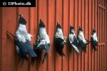 corvus corone carrion crow corvus corone carrion crow