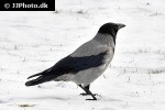 corvus corone carrion crow corvus corone carrion crow
