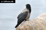 corvus corone carrion crow corvus corone carrion crow