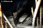 corvus frugilegus rook bird corvus frugilegus rook bird