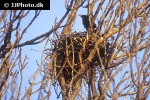 corvus frugilegus rook bird corvus frugilegus rook bird
