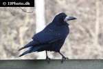 corvus frugilegus rook bird corvus frugilegus rook bird