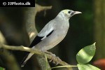 creatophora cinerea wattled starling creatophora cinerea wattled starling