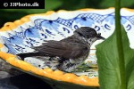 curruca curruca lesser whitethroat curruca curruca lesser whitethroat