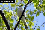curruca curruca lesser whitethroat curruca curruca lesser whitethroat