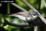 curruca curruca lesser whitethroat curruca curruca lesser whitethroat
