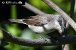 curruca curruca lesser whitethroat curruca curruca lesser whitethroat