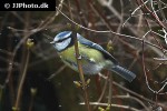 cyanistes caeruleus eurasian blue tit cyanistes caeruleus eurasian blue tit