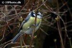 cyanistes caeruleus eurasian blue tit cyanistes caeruleus eurasian blue tit