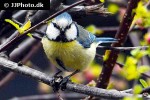cyanistes caeruleus eurasian blue tit cyanistes caeruleus eurasian blue tit