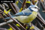 cyanistes caeruleus eurasian blue tit cyanistes caeruleus eurasian blue tit