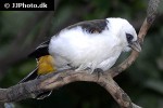 dinemelli dinemelli white headed buffalo weaver dinemelli dinemelli white headed buffalo weaver