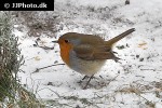 erithacus rubecula european robin erithacus rubecula european robin