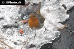 erithacus rubecula european robin erithacus rubecula european robin