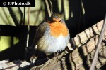 erithacus rubecula european robin erithacus rubecula european robin