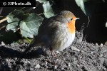 erithacus rubecula european robin erithacus rubecula european robin