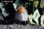 erithacus rubecula european robin erithacus rubecula european robin