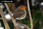 erithacus rubecula european robin erithacus rubecula european robin