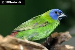 erythrura trichroa blue faced parrotfinch erythrura trichroa blue faced parrotfinch