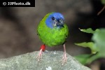 erythrura trichroa blue faced parrotfinch erythrura trichroa blue faced parrotfinch